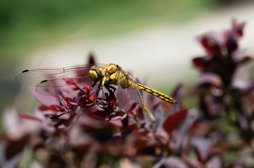  - Fotografia o pasiune