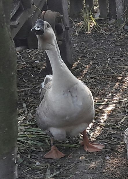  - a Gaste Africane matca 2017