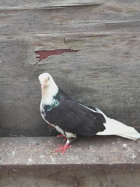 Fata - 4-Jucatori de Galati