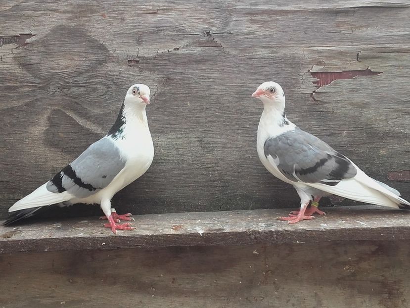 Tata si fica - 4-Jucatori de Galati