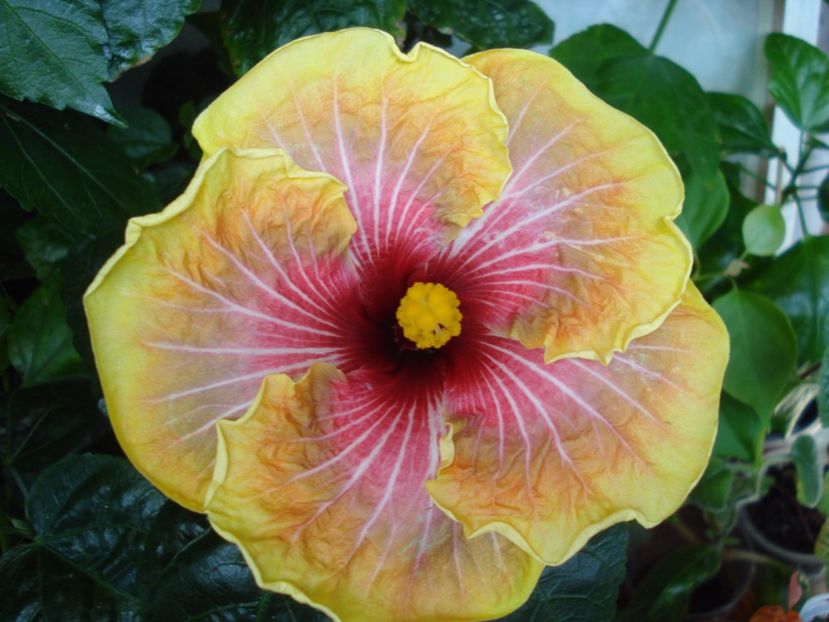  - Hibiscus Jolanda Gommer