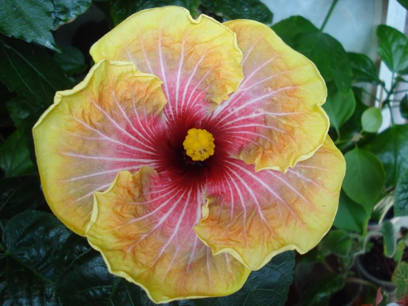  - Hibiscus Jolanda Gommer