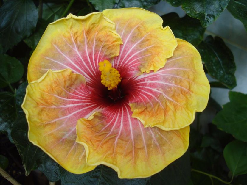  - Hibiscus Jolanda Gommer