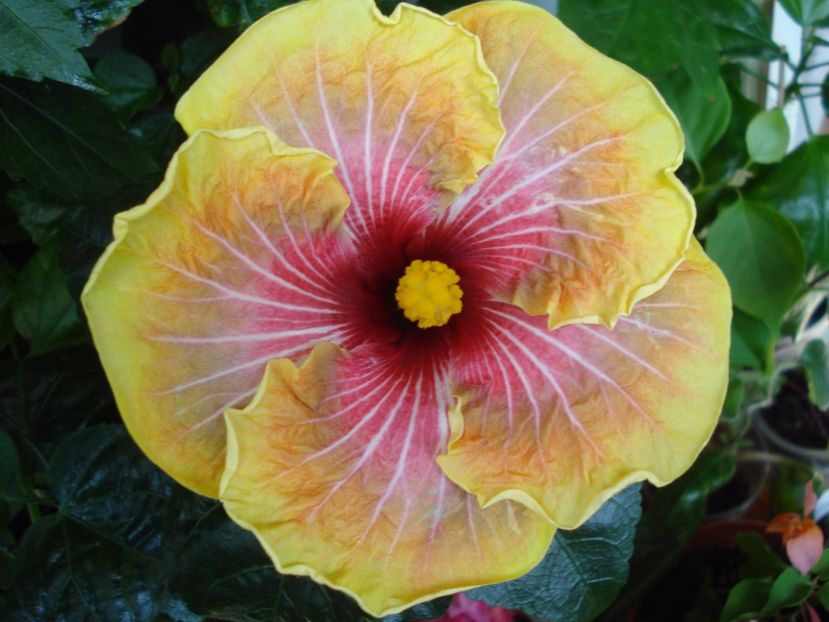  - Hibiscus Jolanda Gommer