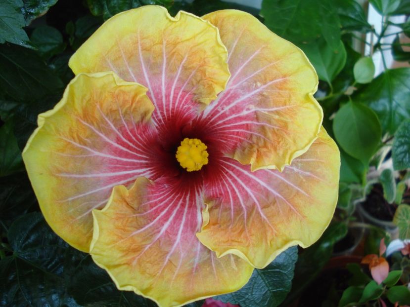  - Hibiscus Jolanda Gommer