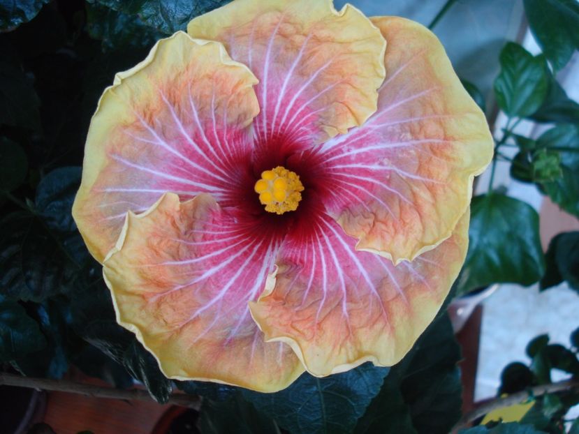  - Hibiscus Jolanda Gommer