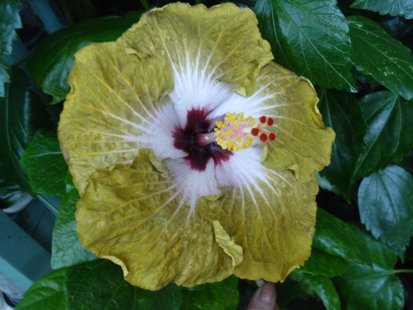  - HIBISCUS 2017