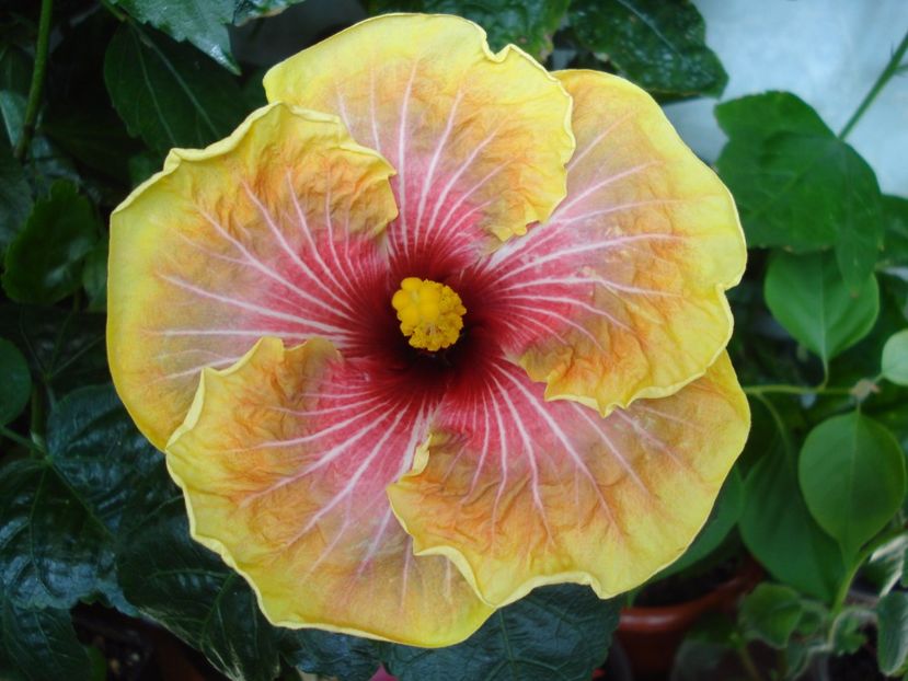  - HIBISCUS 2017