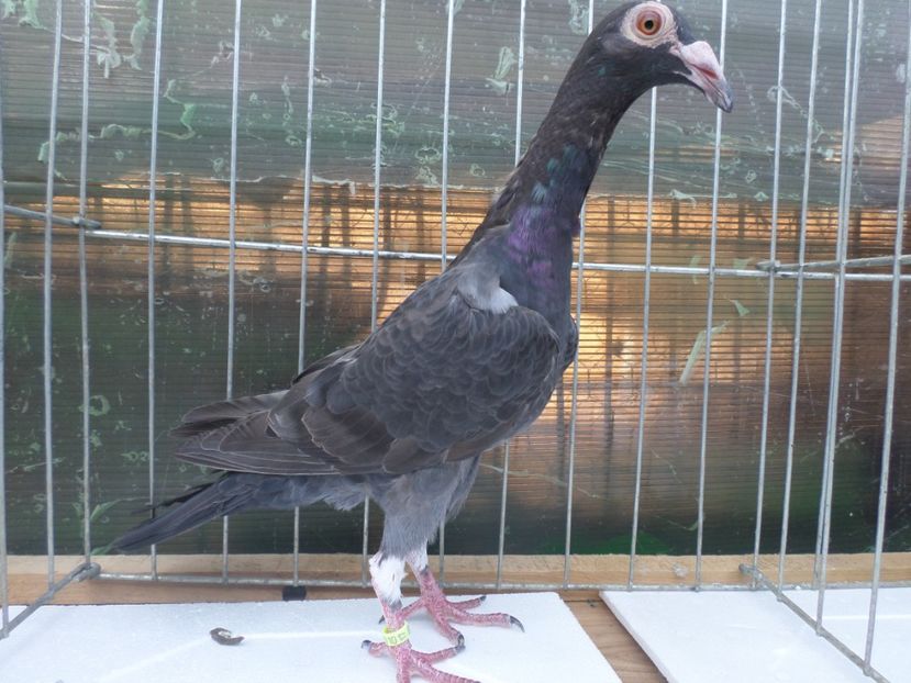 fem 17 - ARHIVA 2016 -2017-2o18-2019-2020