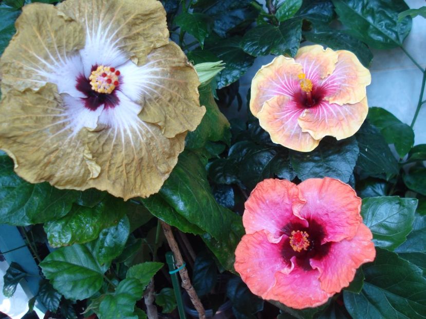  - HIBISCUS 2017