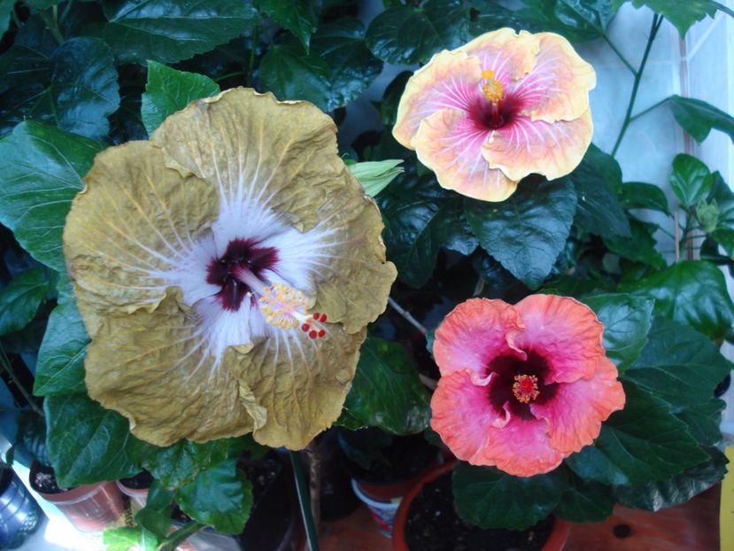  - HIBISCUS 2017