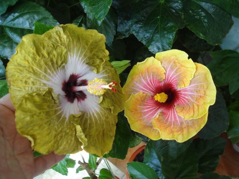  - HIBISCUS 2017