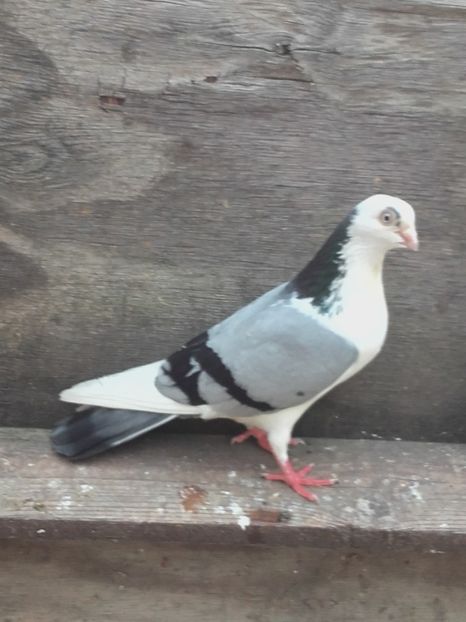 Mascul - 4-Jucatori de Galati