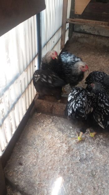  - Wyandotte argintiu tineret 2017