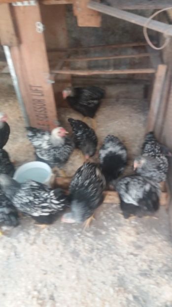  - Wyandotte argintiu tineret 2017