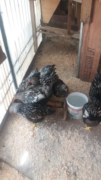  - Wyandotte argintiu tineret 2017