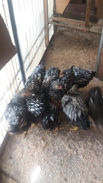  - Wyandotte argintiu tineret 2017