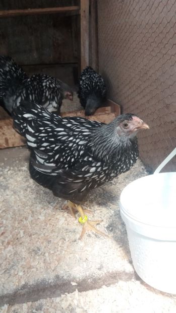  - Wyandotte argintiu tineret 2017