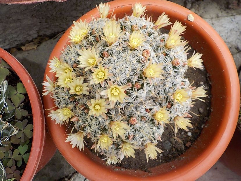  - mammillaria plumosa
