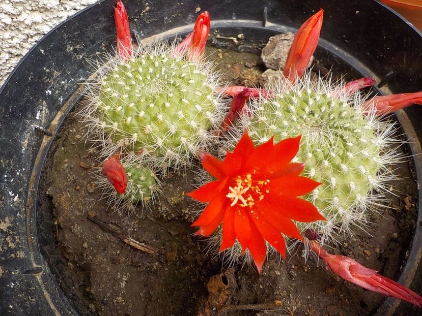  - CACTUSI si SUCULENTE