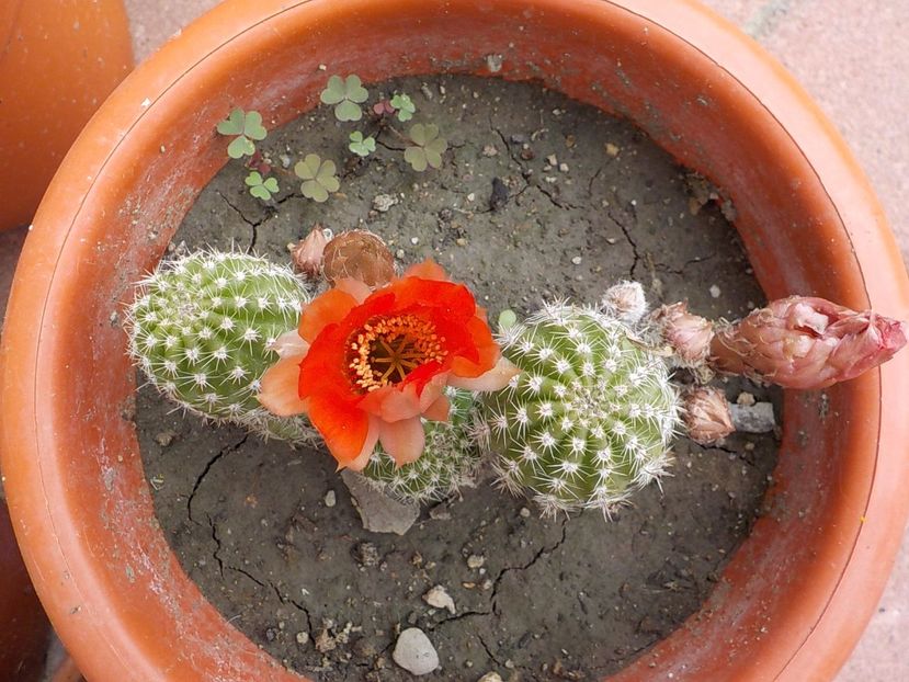  - CACTUSI si SUCULENTE