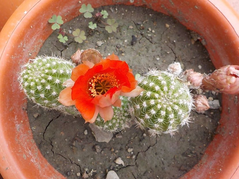 rebutia krainziana - Genul Rebutia