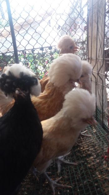  - Tineret padouana chamos 2017