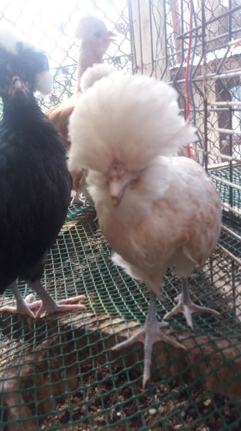  - Tineret padouana chamos 2017