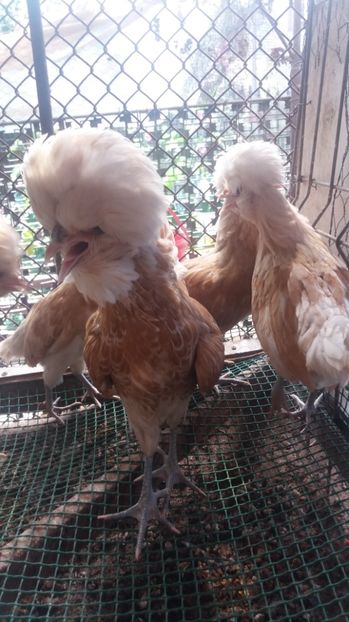  - Tineret padouana chamos 2017