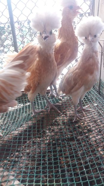  - Tineret padouana chamos 2017