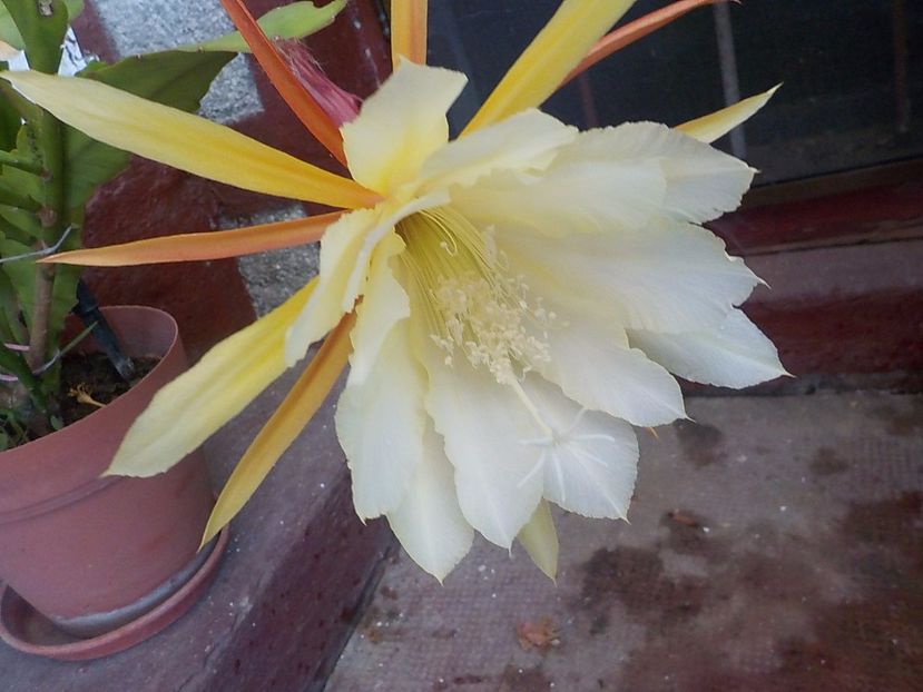  - Genul Epiphyllum