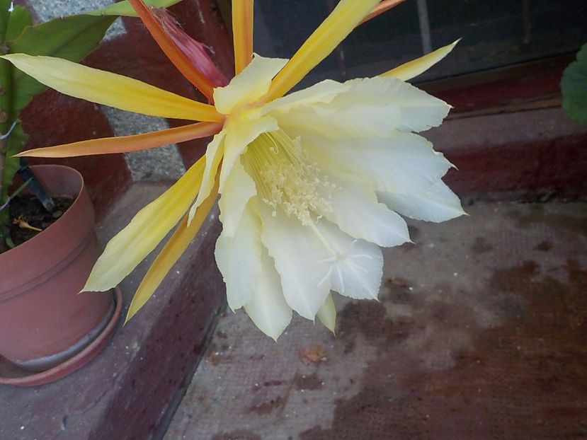  - Genul Epiphyllum