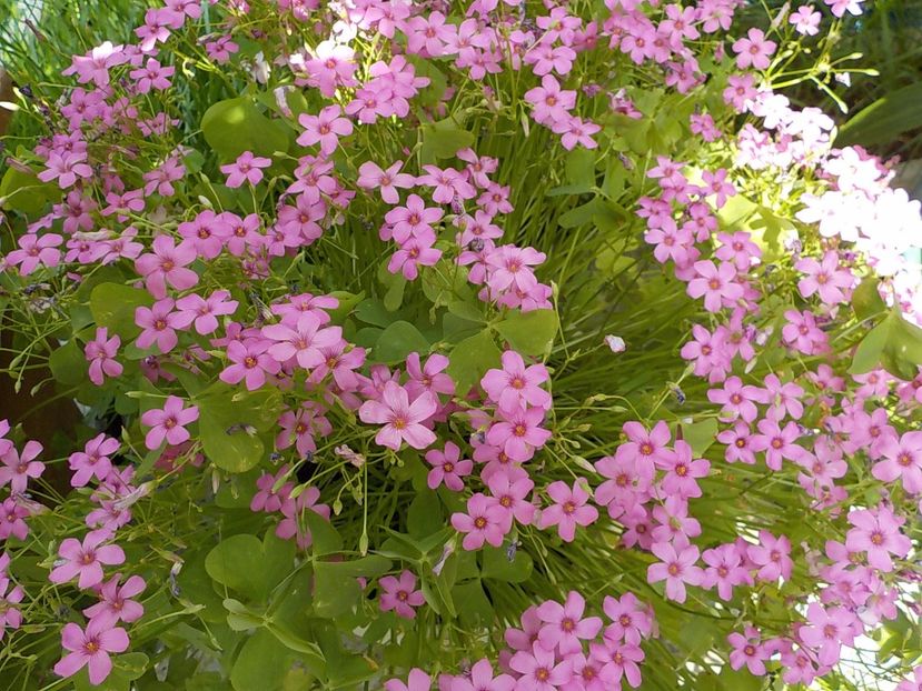  - oxalis rubra