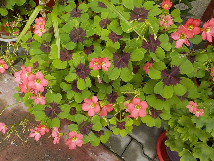  - oxalis iron cross