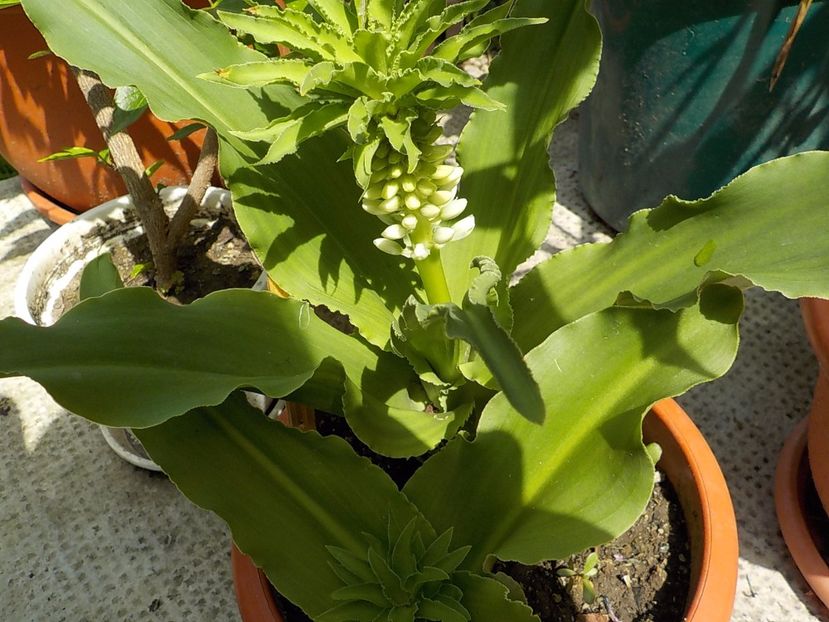  - eucomis