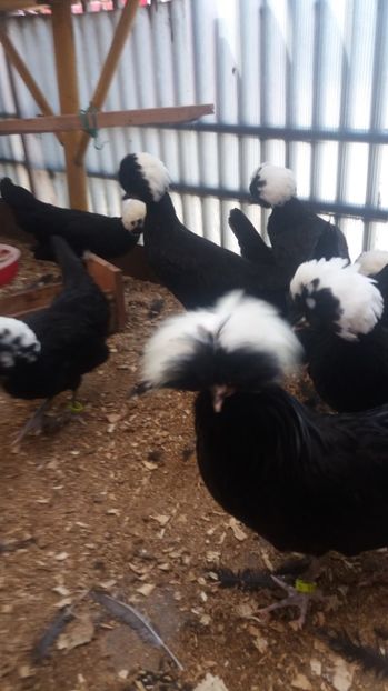  - tineret motata neagra cu mot alb 2017