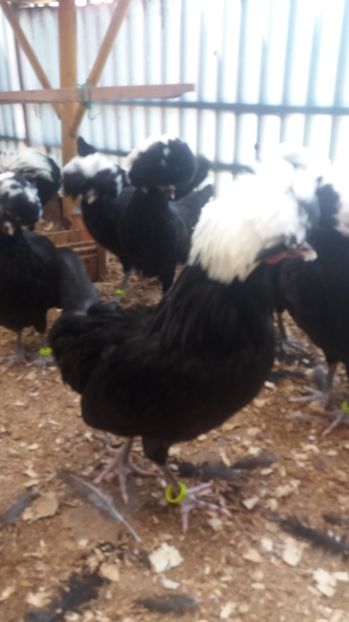  - tineret motata neagra cu mot alb 2017