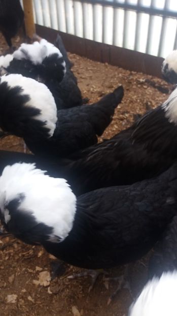  - tineret motata neagra cu mot alb 2017