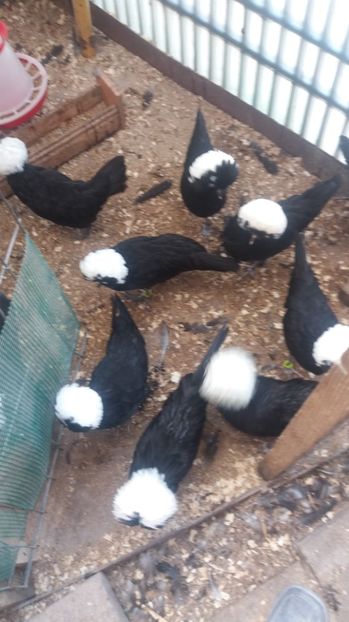  - tineret motata neagra cu mot alb 2017