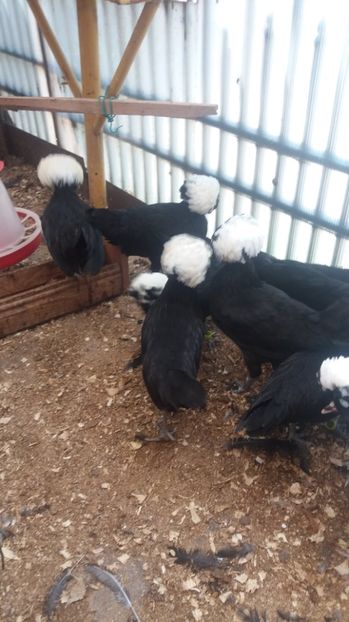  - tineret motata neagra cu mot alb 2017