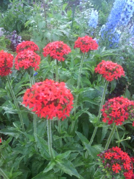  - 01-Flori din curtea mea 2017