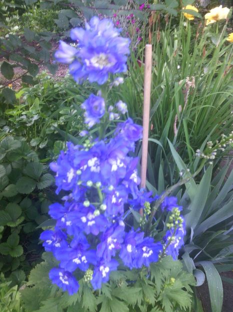  - 01-Flori din curtea mea 2017