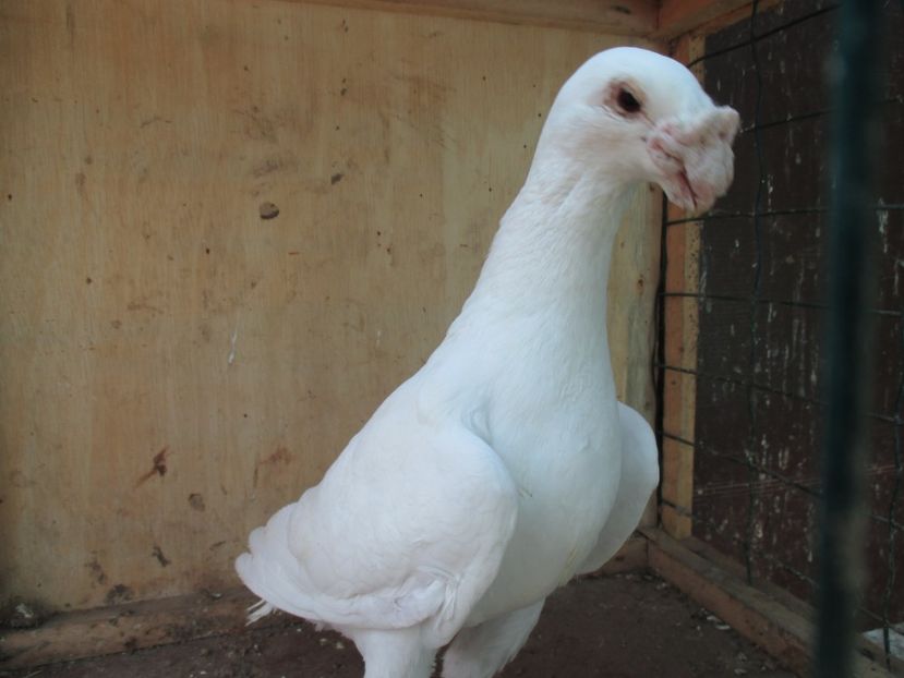  - porumbei iunie 2017