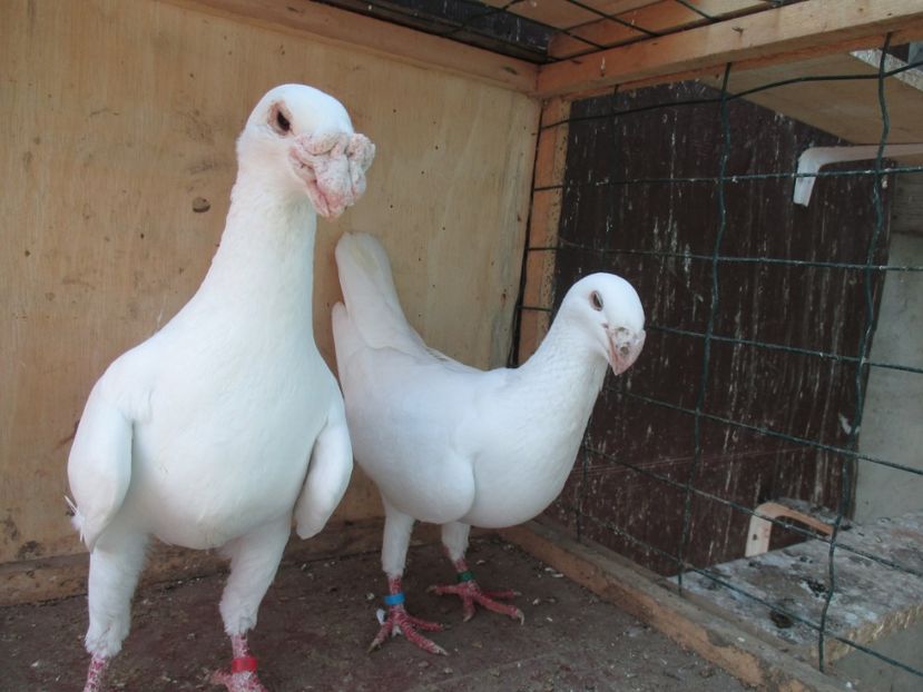  - porumbei iunie 2017