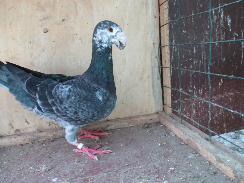  - porumbei iunie 2017