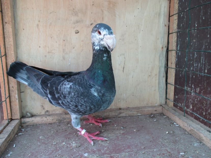  - porumbei iunie 2017