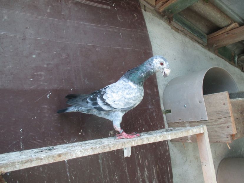  - porumbei iunie 2017