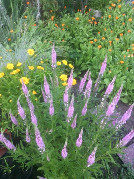  - 01-Flori din curtea mea 2017