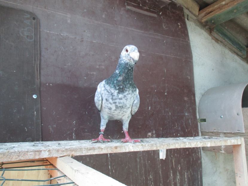  - porumbei iunie 2017