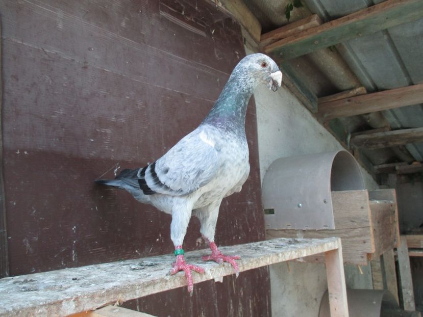  - porumbei iunie 2017